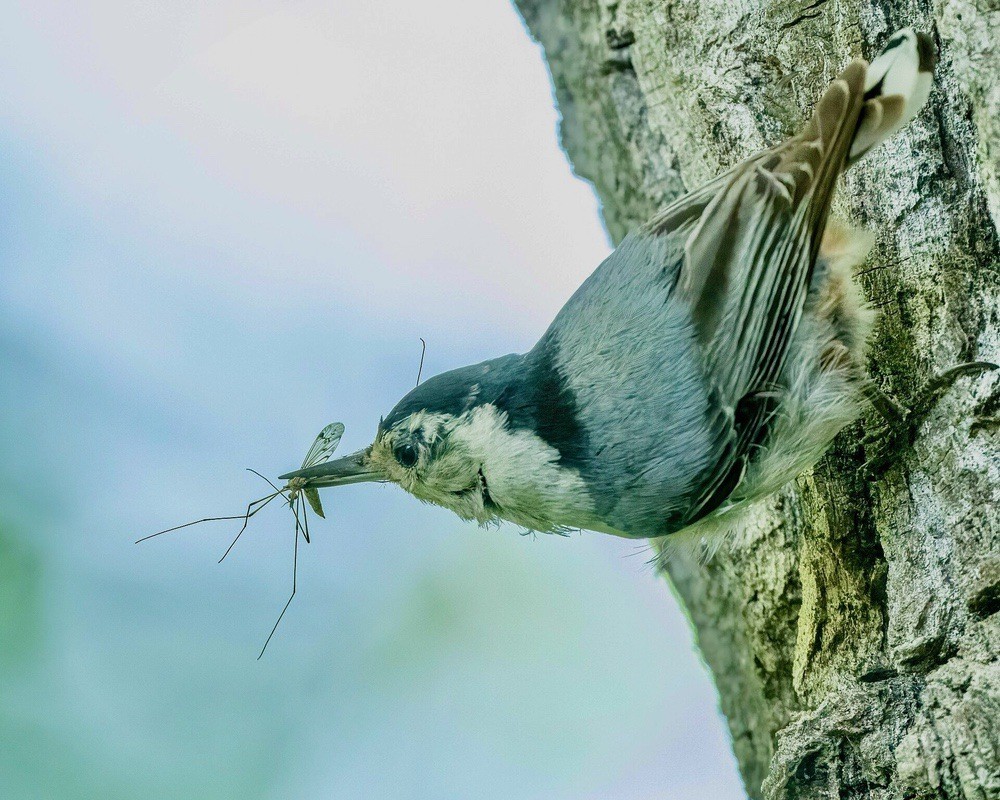 White-breasted Nuthatch by Sue Cook/ ChannelCity Camera Club is licensed under CC BY 2.0.